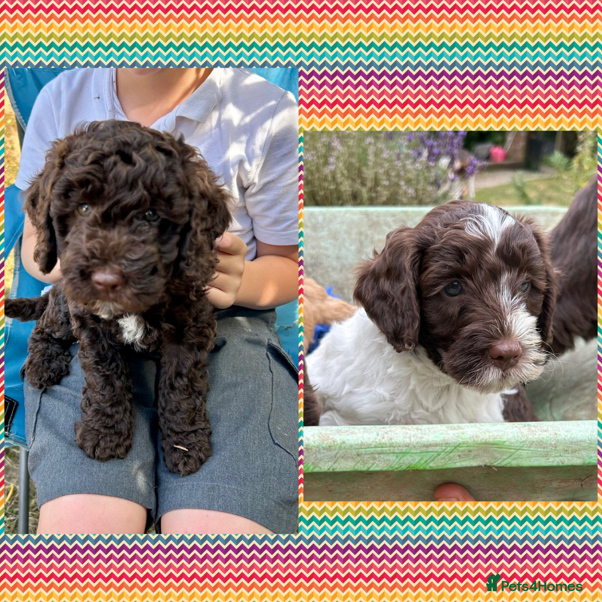 Mixed Breed dogs Beautiful Puppies Ready for their new families  - Advert 10