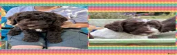Mixed Breed dogs for sale: Beautiful Puppies Ready for their new families  - Advert 1