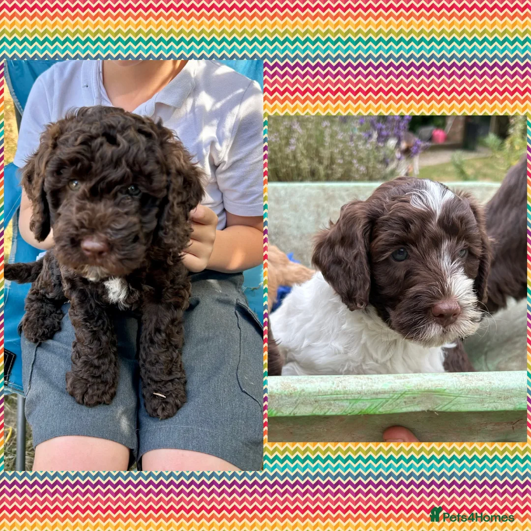 Mixed Breed dogs for sale: Beautiful Puppies Ready for their new families  - Advert 1