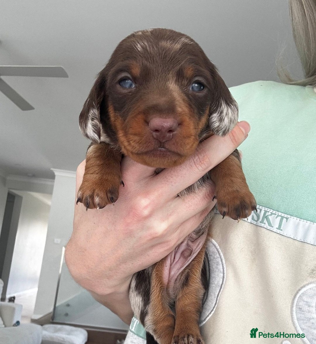 Miniature Dachshund dogs for sale: Of 5 purebred Miniature Dachshund - Image 4