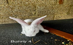 Continental Giant rabbits for sale: Pure continental giant rabbits - Image 9