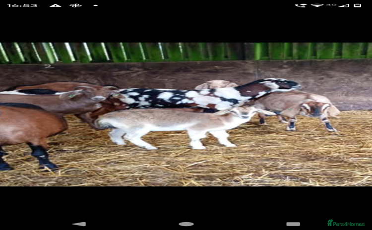 Goats livestock - Advert 1