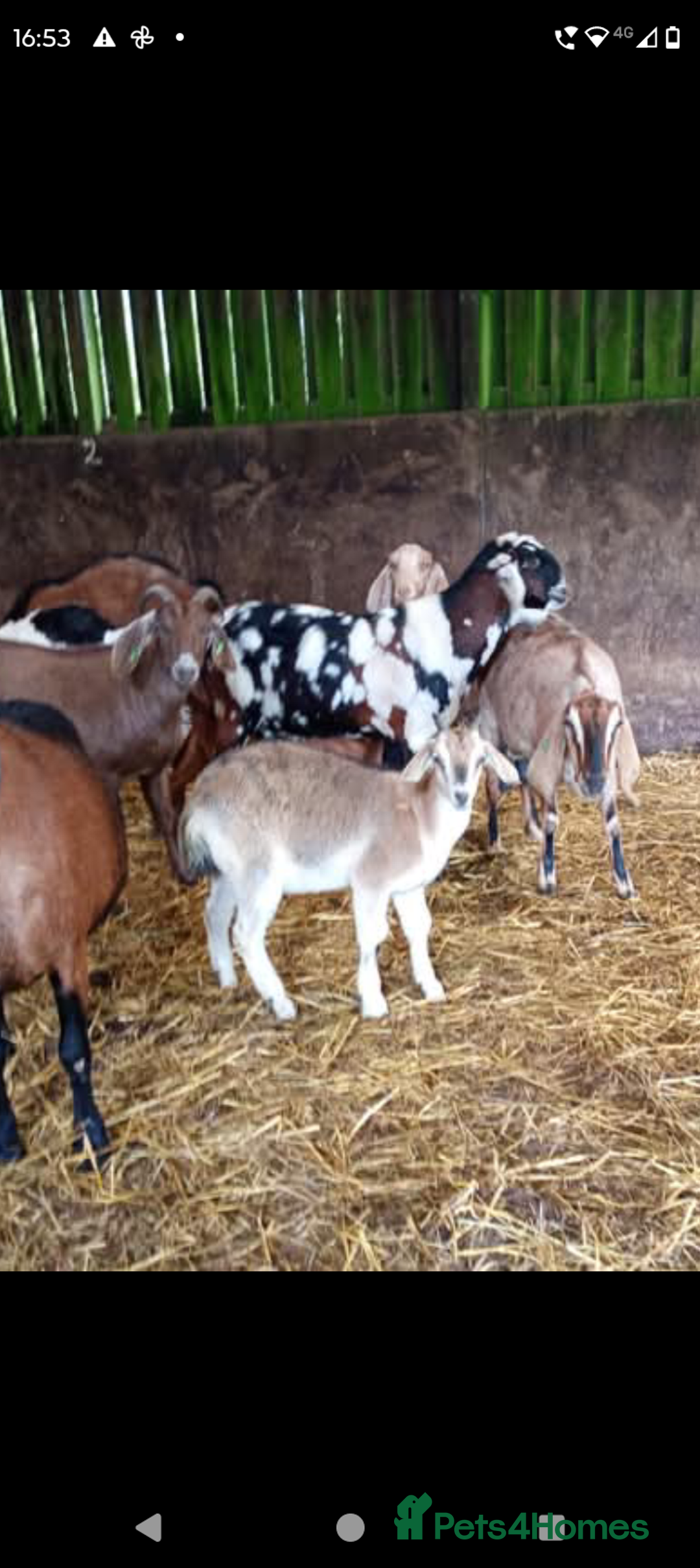 Goats livestock for sale: 2 brothers. - Image 1