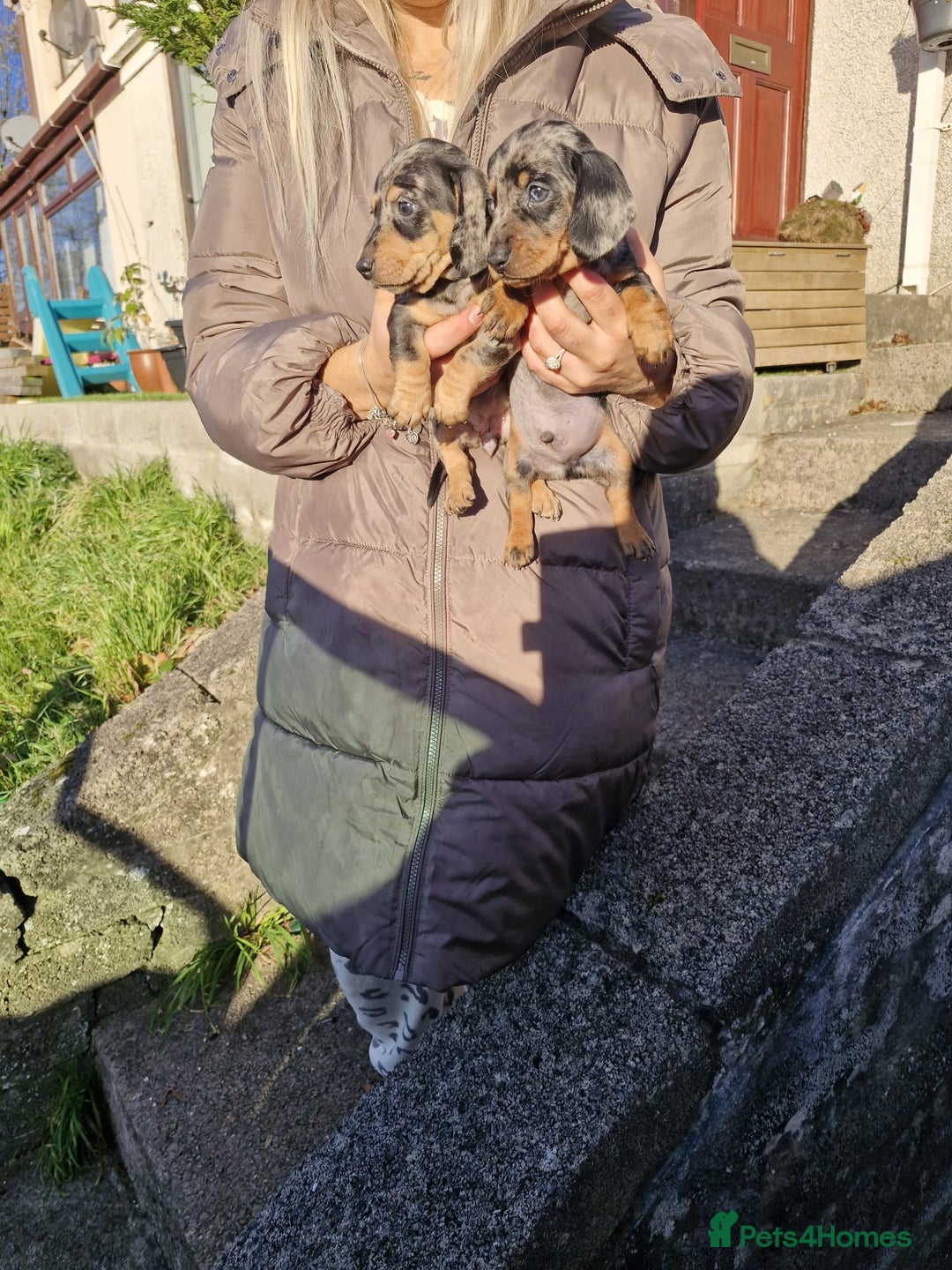 Dachshund dogs for sale: Miniture Silver Dapple Dachshunds - Advert 9