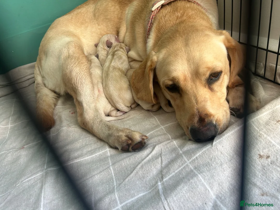Labrador Retriever dogs for sale: Golden Labrador Puppies 🐾 - Advert 9