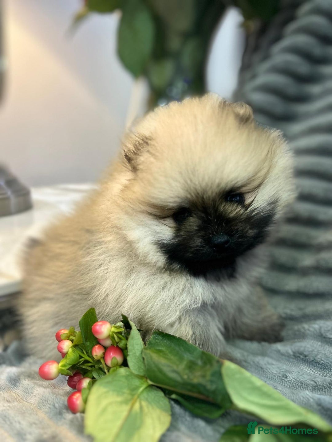 Pomeranian dogs for sale: Show quality tiny beautiful show stopper poms 💙🩷 - Advert 17