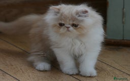 Persian cats for sale: Fluffy Persian Exotic kittens - Image 1