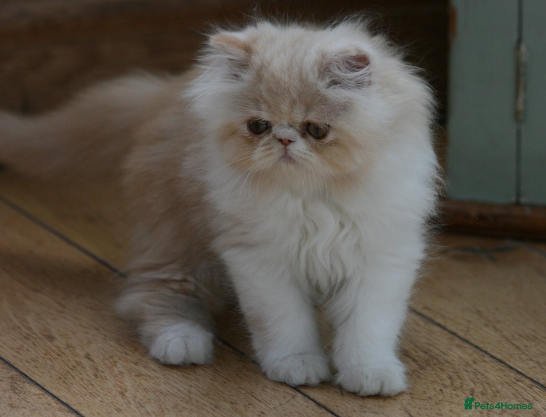 Persian cats for sale: Fluffy Persian Exotic kittens - Image 1