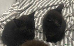 Mixed Breed cats for sale: 2 female kittens 8 weeks old  - Image 1