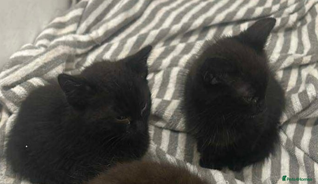 Mixed Breed cats for sale: 2 female kittens 8 weeks old  - Image 1