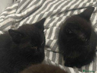 Mixed Breed cats for sale - Advert 1
