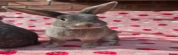 Mixed Breed rabbits for sale: 4 very tame Blue fawn plush mini lop rabbit - Advert 35