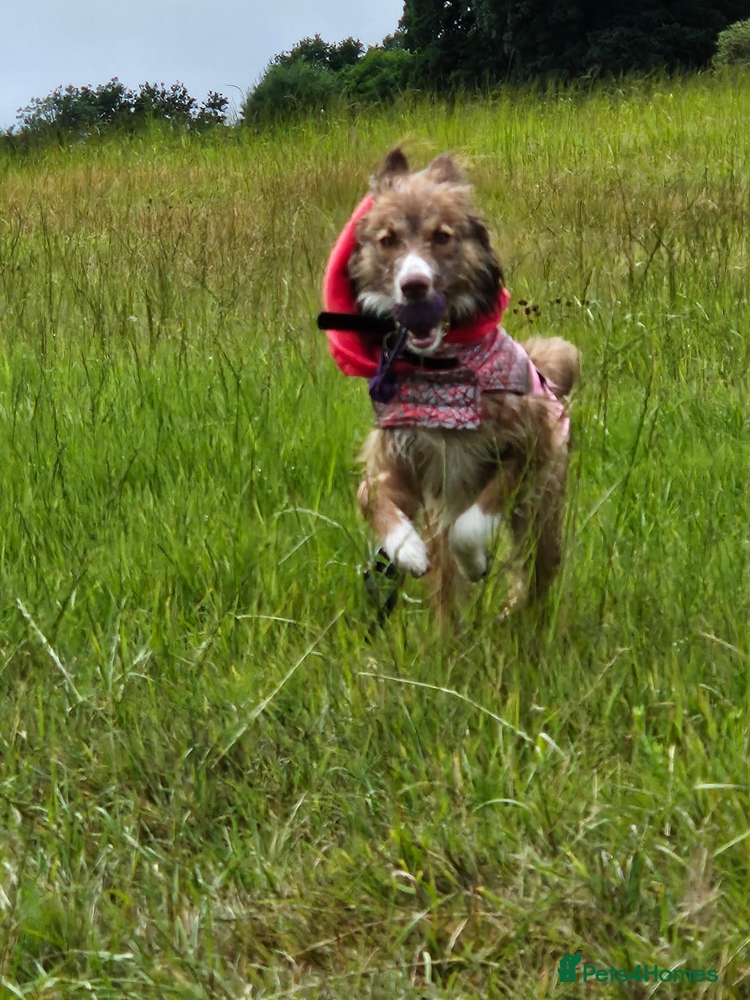 Border Collie dogs for sale: 8 Month Old Border Collie - Koa - Image 6