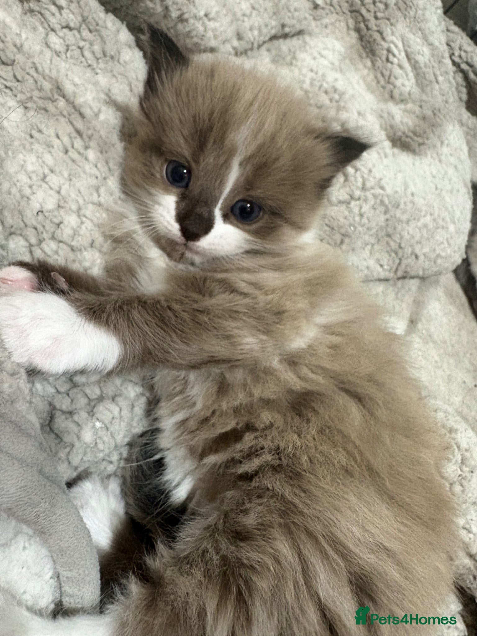 Ragdoll cats for sale: Ragdoll x bengal kittens  - Advert 14