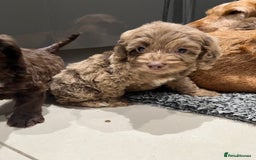 Cockapoo dogs for sale: 🩷READY TO LEAVE - Beautiful F1 Cockapoo pups  - Image 13