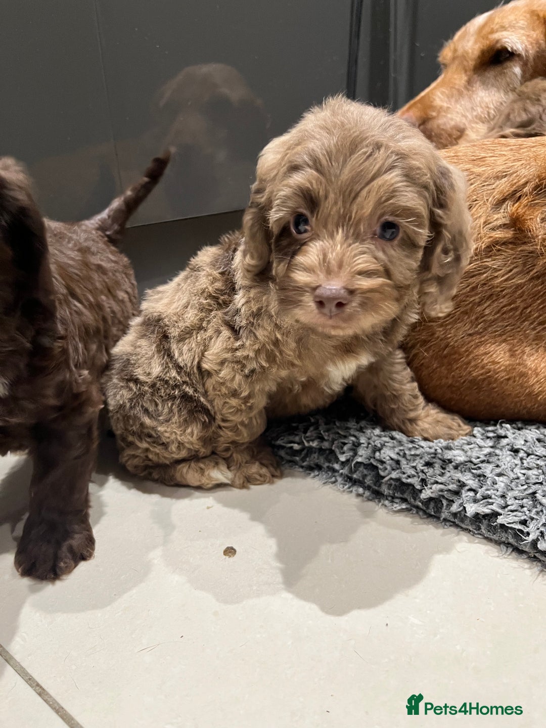 Cockapoo dogs for sale: 🩷READY TO LEAVE - Beautiful F1 Cockapoo pups  - Image 13