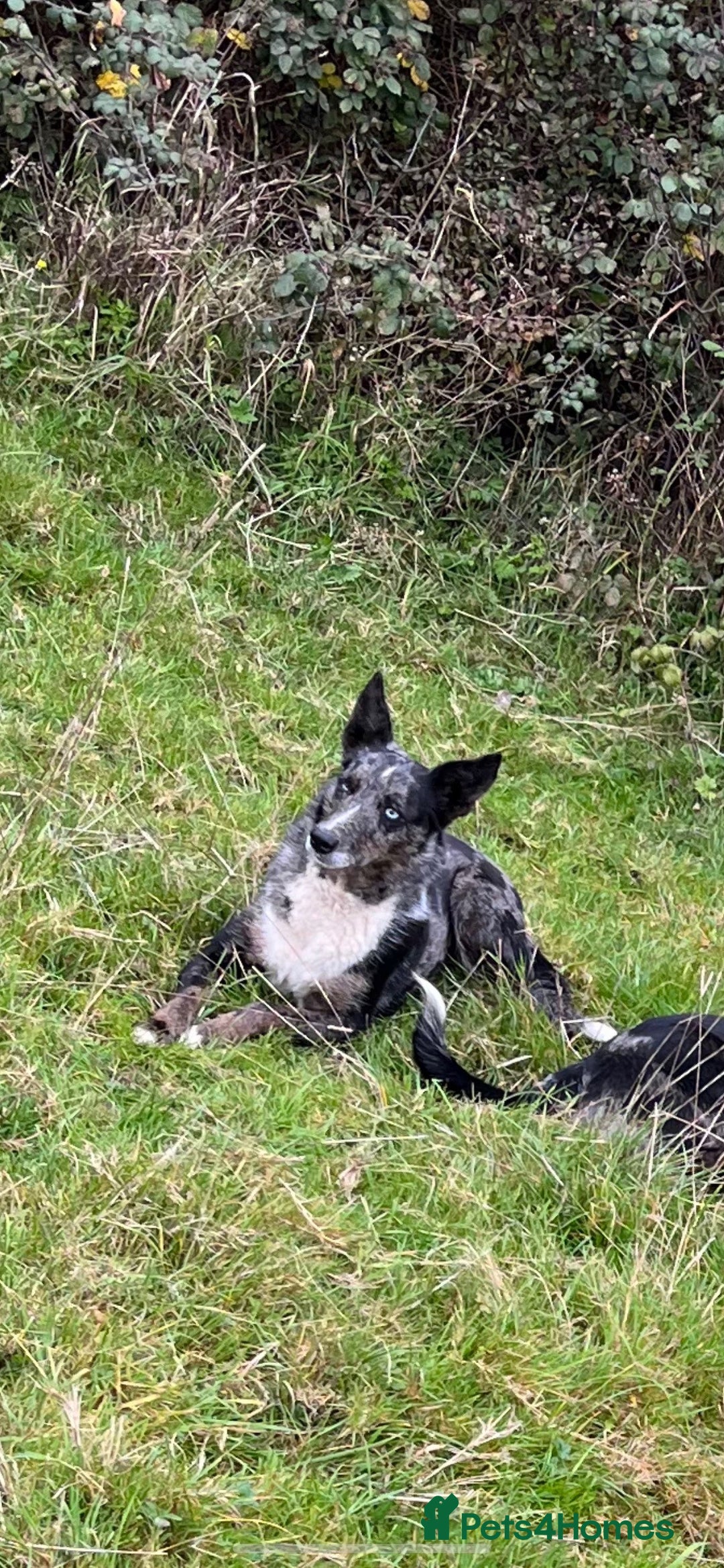 Mixed Breed dogs for sale: Border Collie x Cocker spaniel Pups  - Advert 7