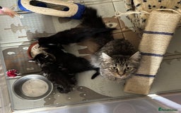 Maine Coon cats for sale: Twin Tuxedo Maine coon x BSH kitten girls - Image 10