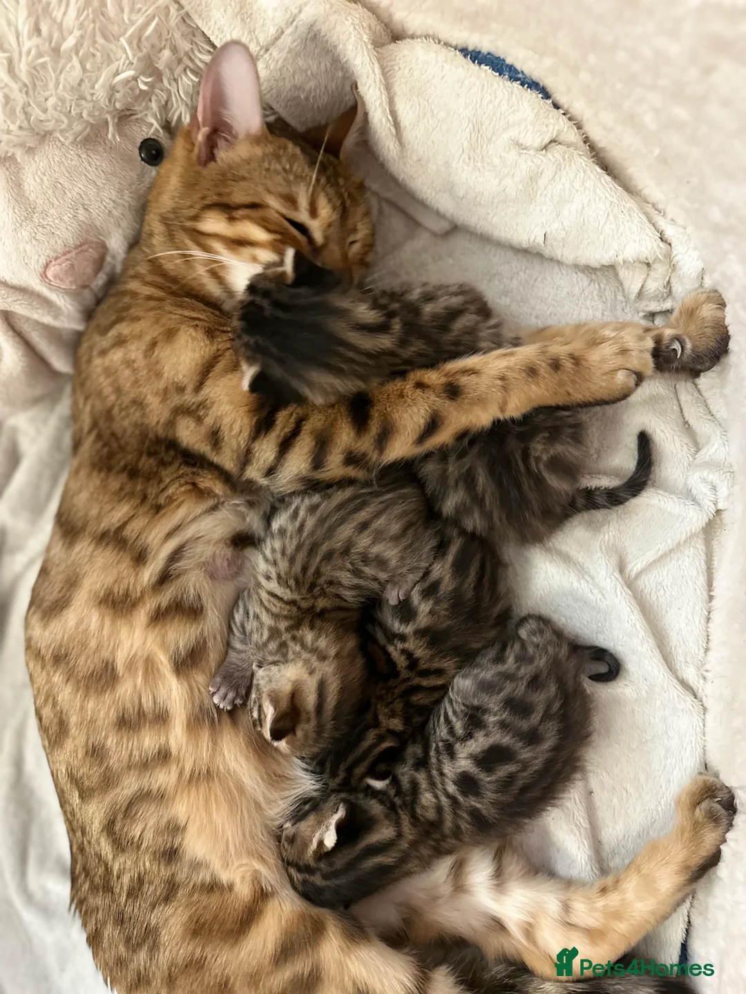 Mixed Breed cats for sale: Cute Bengal mix kittens, social and litter trained in Virginia Water - Advert 1