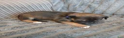 Mixed Breed dogs for sale: Lurcher pups - Advert 31