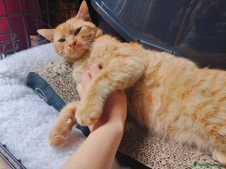 Domestic Shorthair cats for adoption: Handsome boy in need of perfect forever home - Advert 1