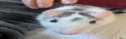 Rat rodents for sale: Female Rat Free to Good Home - Advert 4
