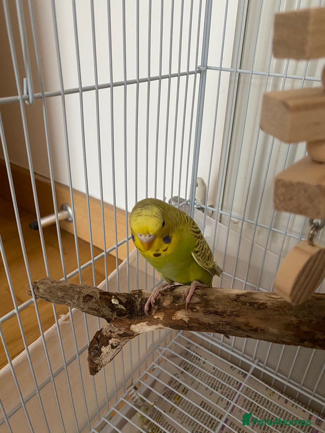 Budgerigars birds for sale: cute young budgie - Image 3