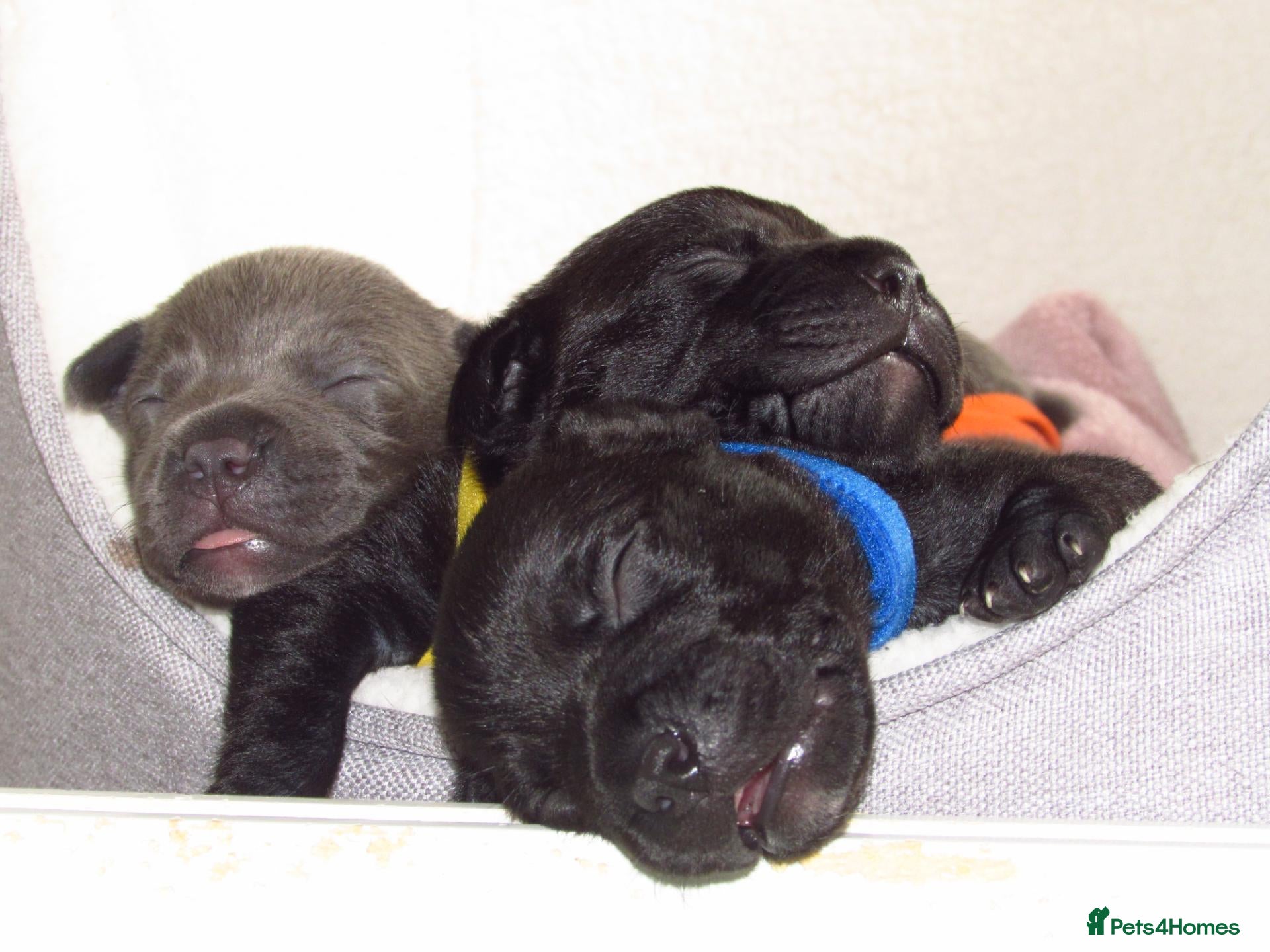 Staffordshire Bull Terrier dogs KC Staffords | Blue & Black | Champion Bloodlines - Advert 1