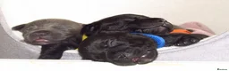 Staffordshire Bull Terrier dogs for sale: KC Staffords | Blue & Black | Champion Bloodlines - Advert 1
