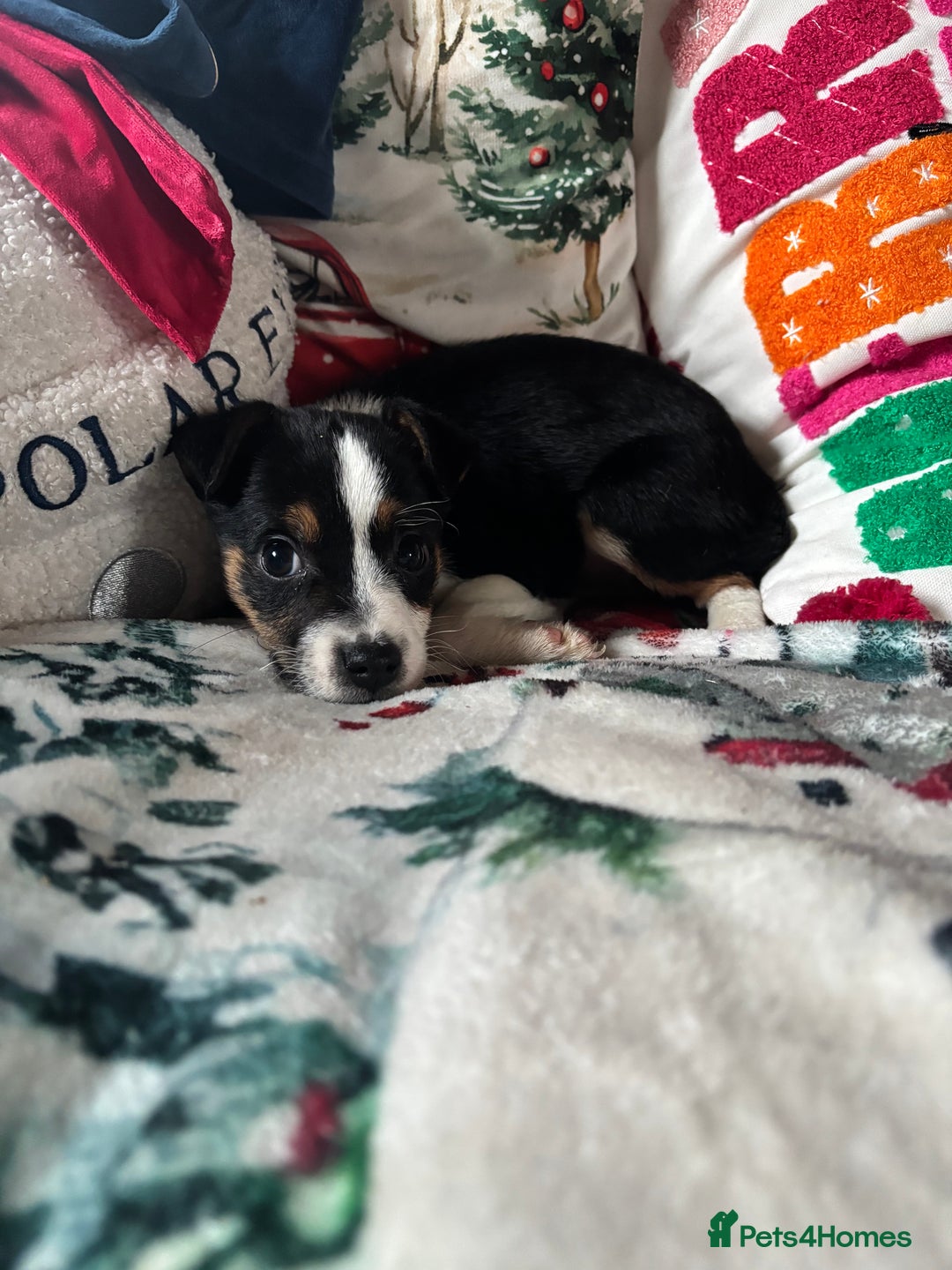 Parson Russell dogs for sale: Gorgeous Parson x Jack Russell’s  - Advert 8