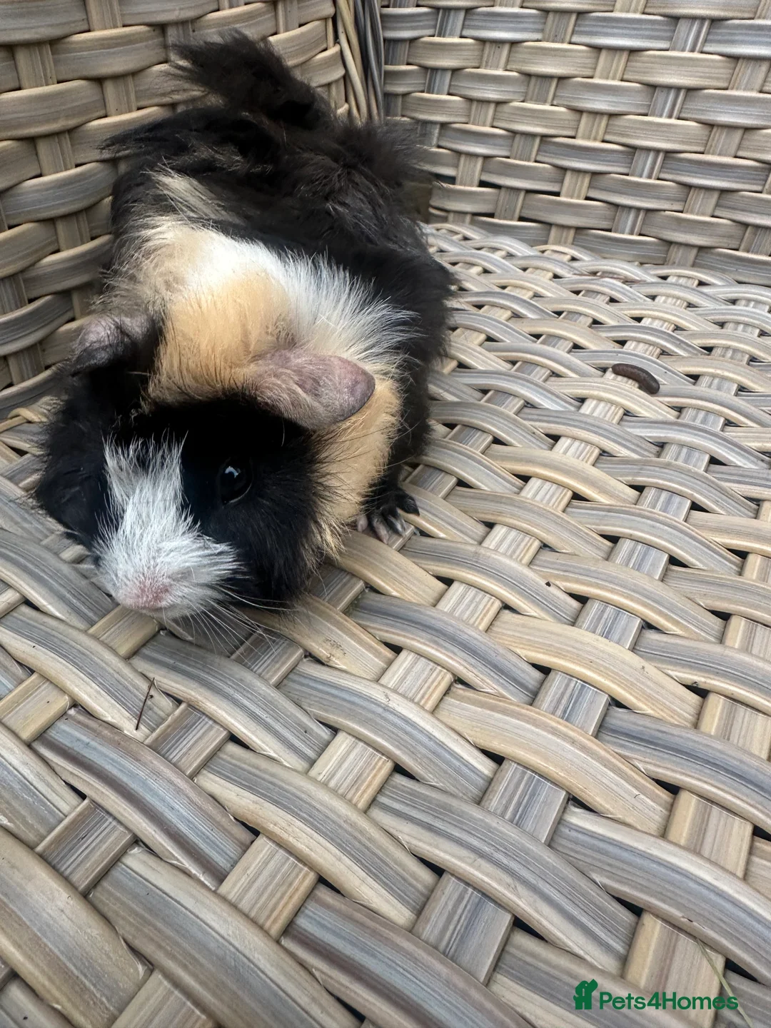 Guinea Pig rodents for sale: 1 left Lovely funky haired male guinea pig - Advert 2