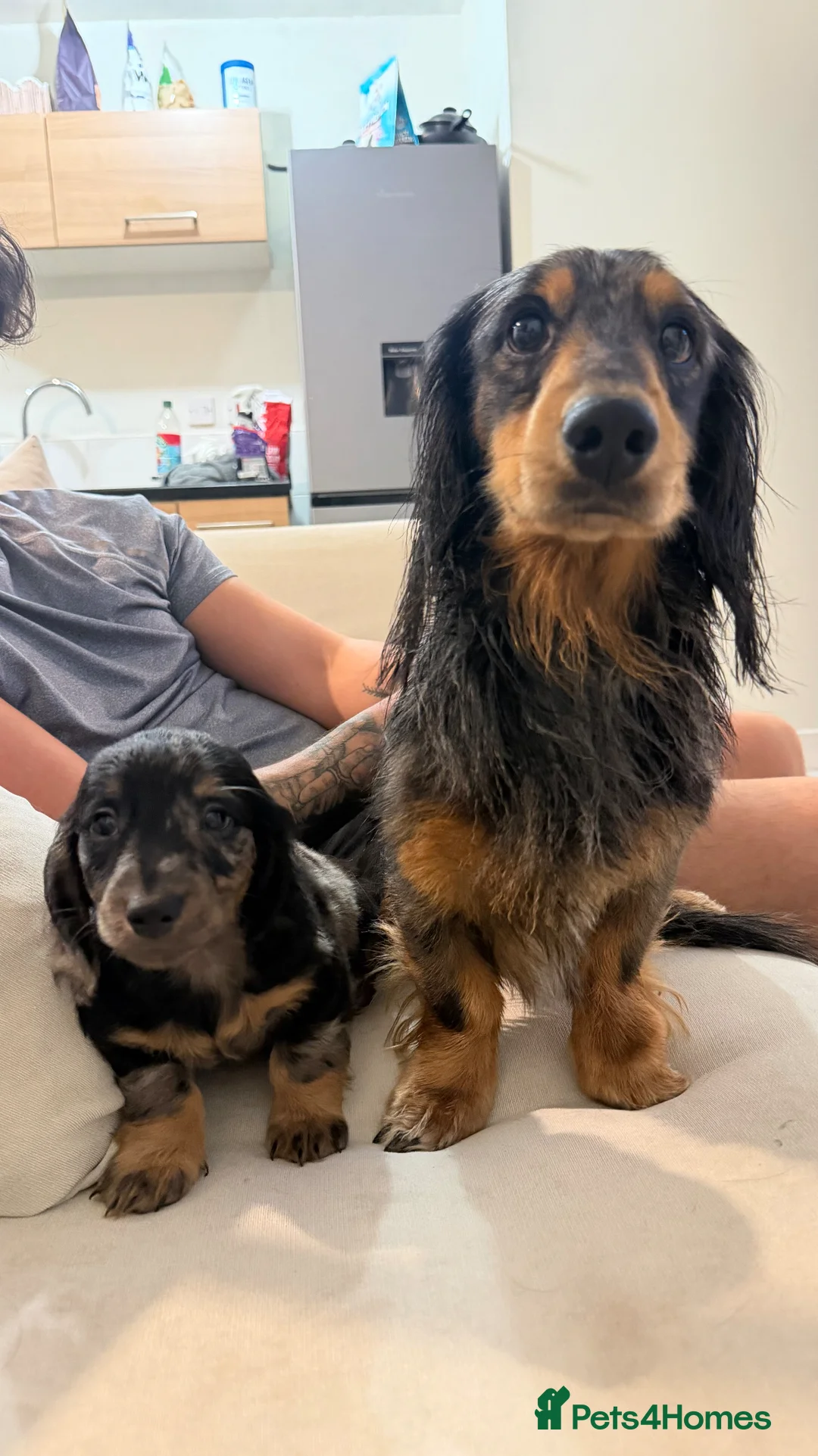 Dachshund dogs for sale: Stunning Long Haired Silver Dapple Dachshund Boy - Advert 2