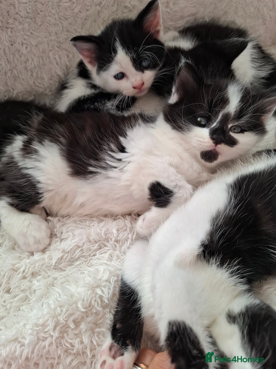 Mixed Breed cats for sale: Tabby/British short hair - Advert 35