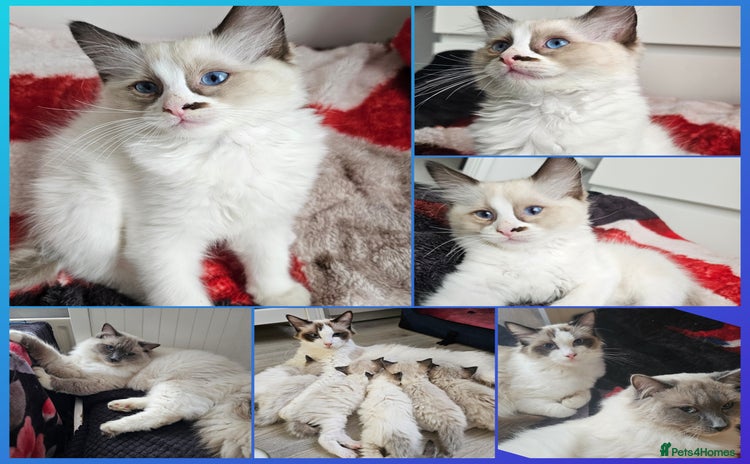 Ragdoll cats - Advert 7