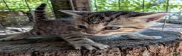 Mixed Breed cats for sale: Ready to leave... Gorgeous Bengal X Kittens - Advert 38