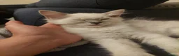 Ragdoll cats for sale: 5 Beautiful Ragdoll Kittens  - Advert 10