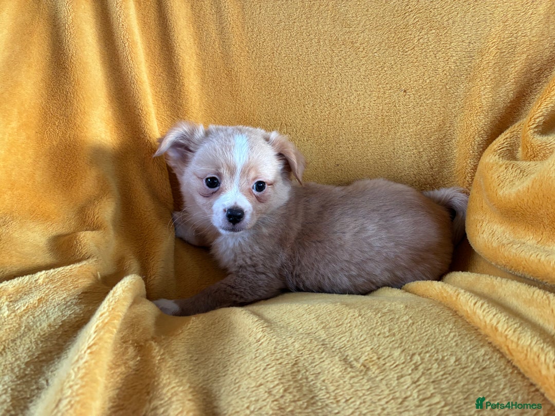 Chihuahua dogs for sale: Beautiful Chihuahua Puppies For Sale - Advert 4