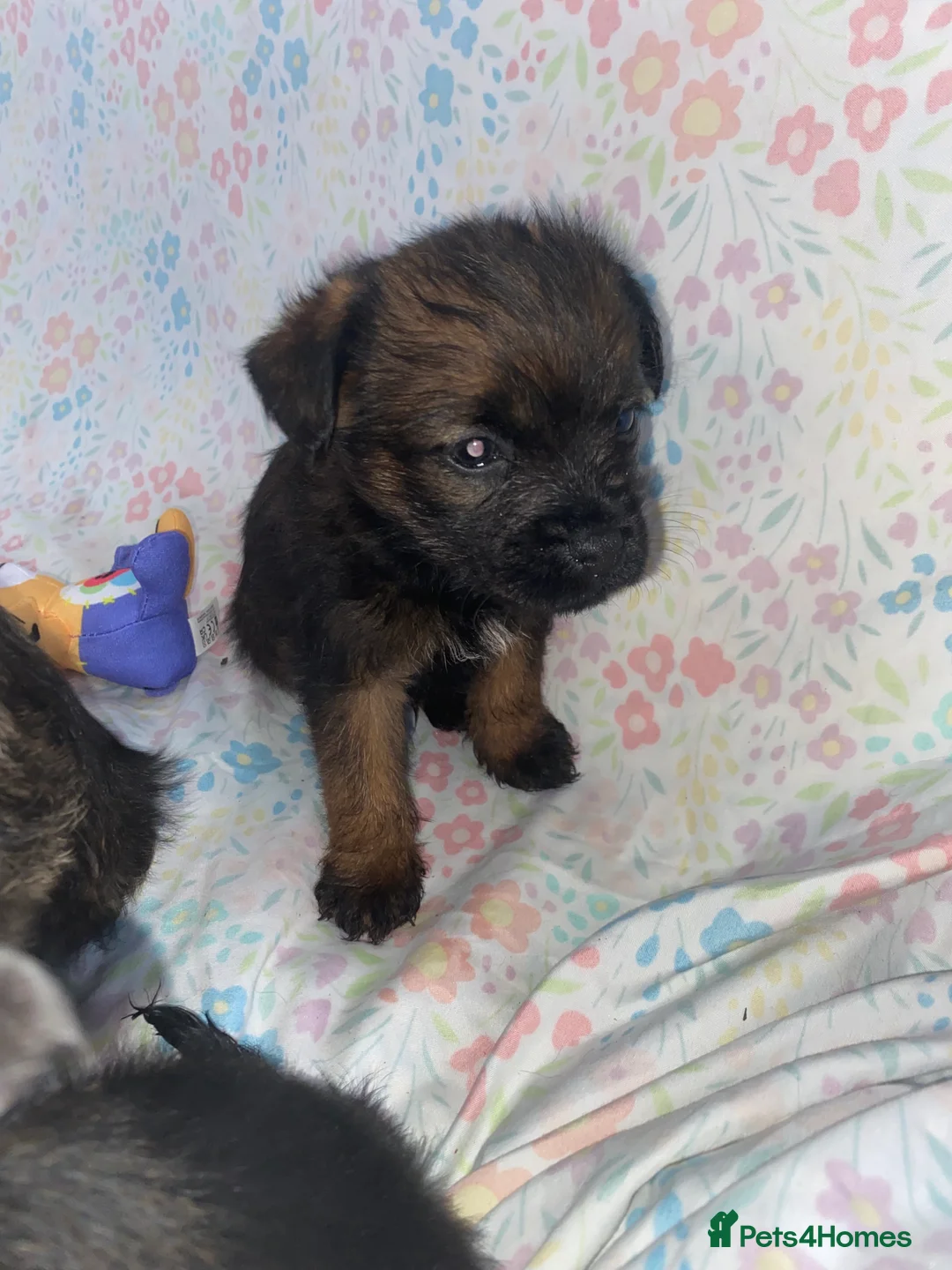 Border Terrier dogs for sale: 4 beautiful border terrier boys left  - Advert 31