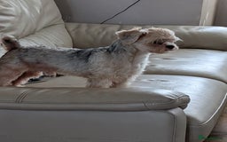 Shorkie dogs for sale: 2 year old shorkie boy - Image 3