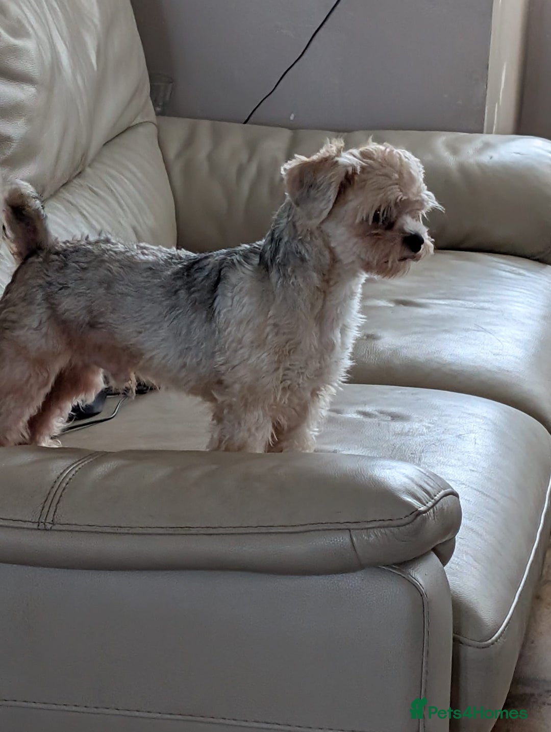 Shorkie dogs for sale: 2 year old shorkie boy - Image 3