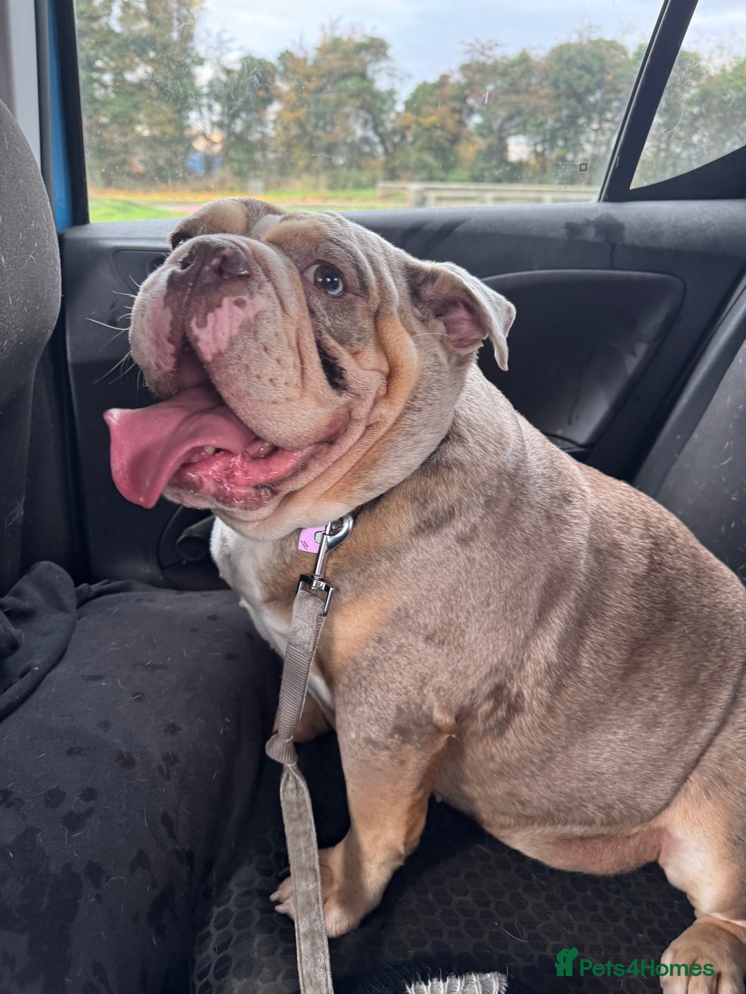 English Bulldog dogs for sale: Female English Bulldog - Image 2