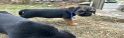 Border Terrier dogs for sale: Beautiful Border Terrier Pups - Advert 20