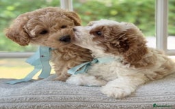 Mixed Breed dogs for sale: Teddy bear puppies - Image 9