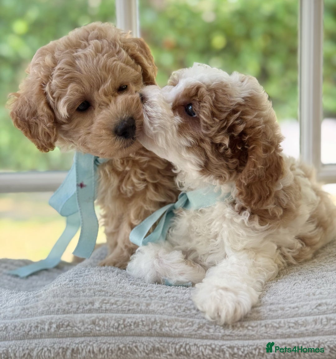 Mixed Breed dogs for sale: Teddy bear puppies - Image 9