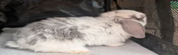 Mini Lop rabbits for sale: Beautiful litter of Mini lop bunnies  - Advert 5