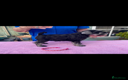 Miniature Schnauzer dogs for sale: Miniature Schnauzers - Image 8