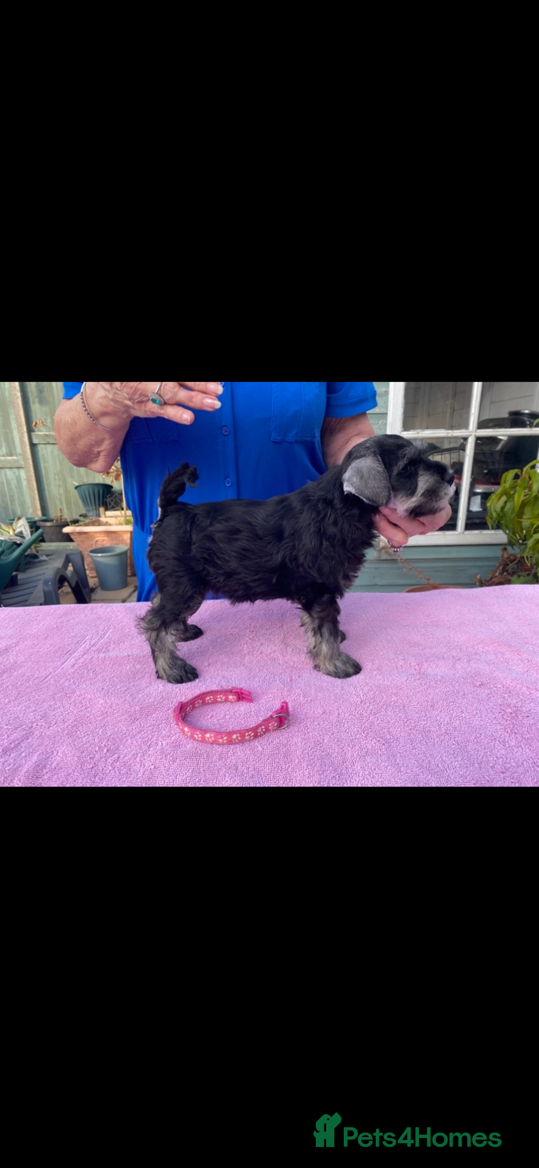 Miniature Schnauzer dogs for sale: Miniature Schnauzers - Image 8