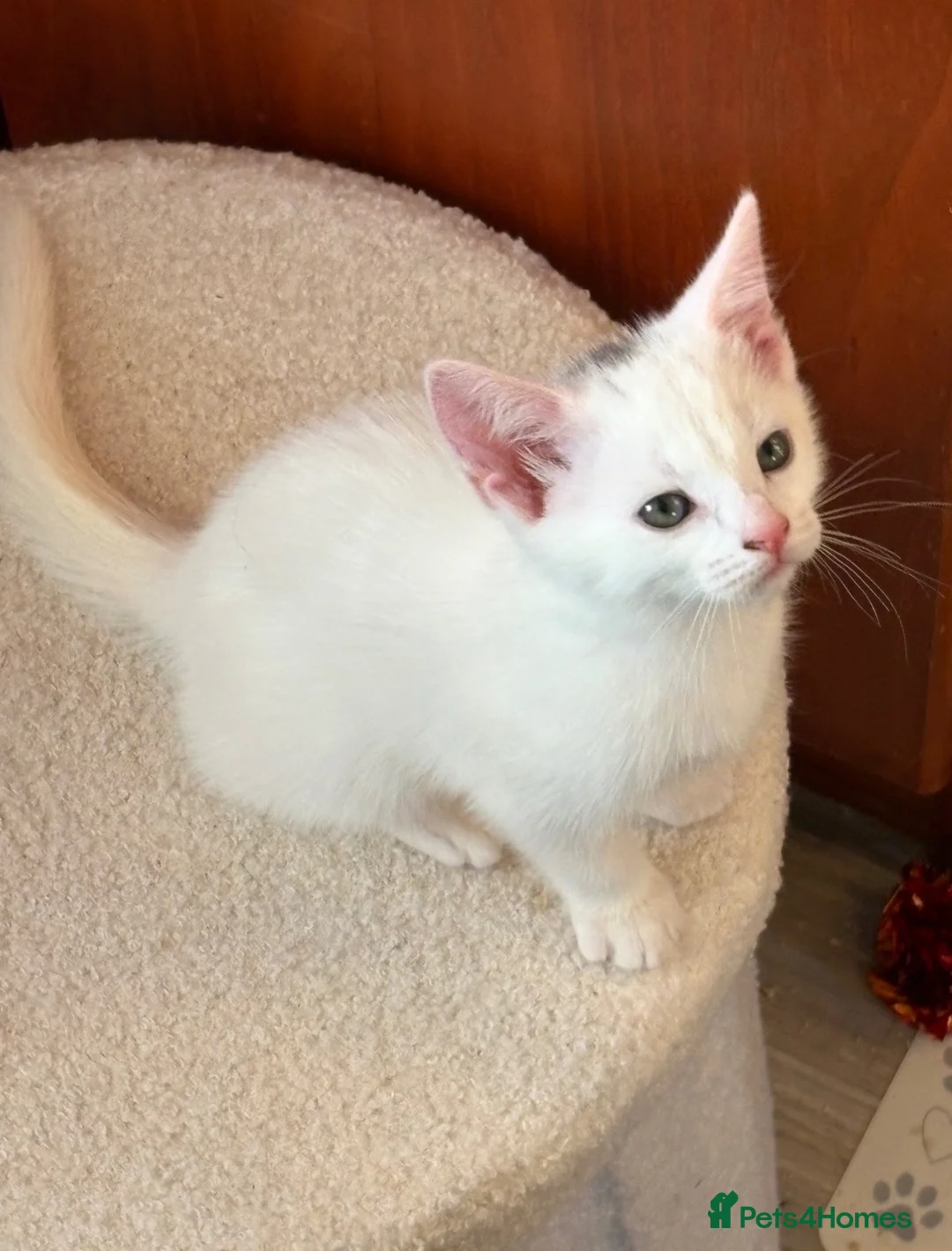 Mixed Breed cats for sale: White female kitten in Pontypool - Advert 3