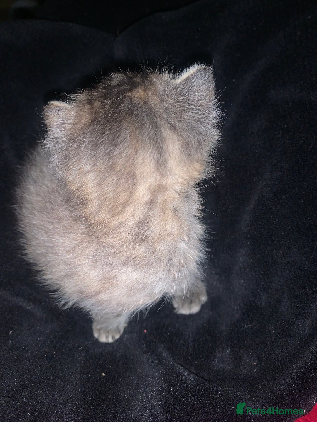 Mixed Breed cats for sale: beautiful kittens grey & ginger tortie and tabby - Advert 7
