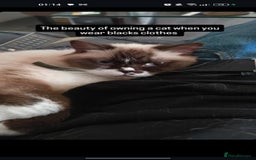 British Shorthair cats for sale:  Name :Flow the Britishshorthairs  - Image 2